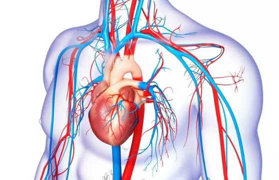 A picture of the human heart and its branches.