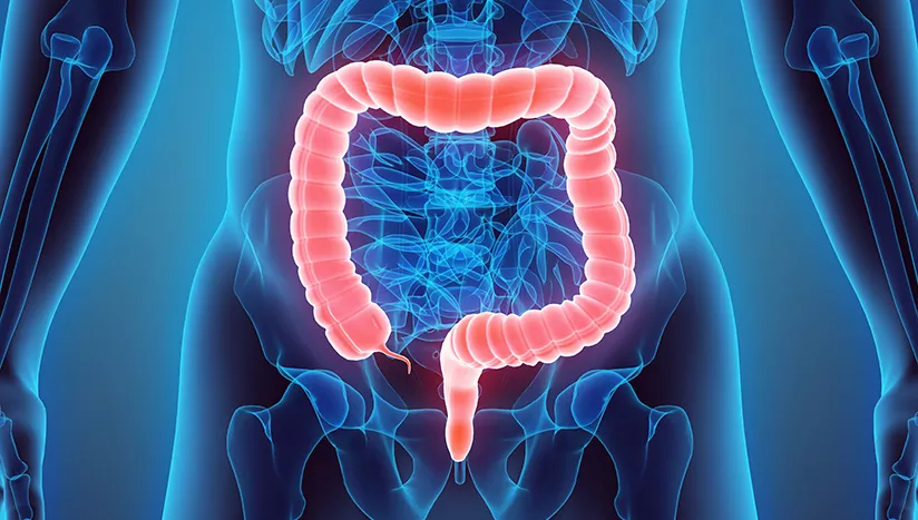 A large intestine is shown in an x-ray.