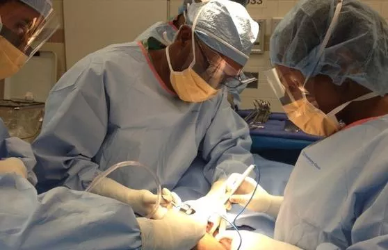 Two doctors performing surgery on a cat.