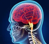 A picture of the human head with a brain.