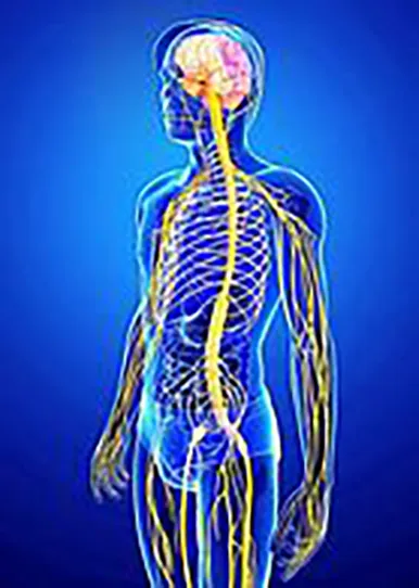 A man with the lymphatic system in his body.