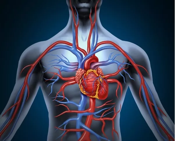 A picture of the human body with blood vessels.