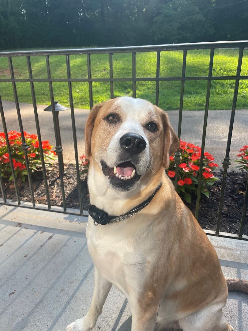 A dog sitting on the ground next to flowers.