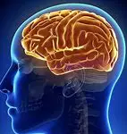 A picture of the human head with an orange brain.