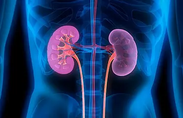 A blue and purple image of two kidneys